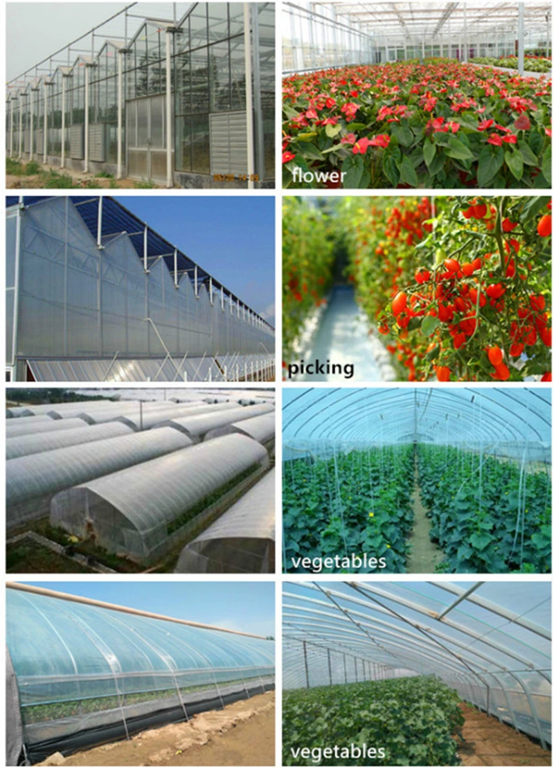 PC Sheet Cover Material and Commercial Vegetables Seeds Vertical Farming Greenhouse