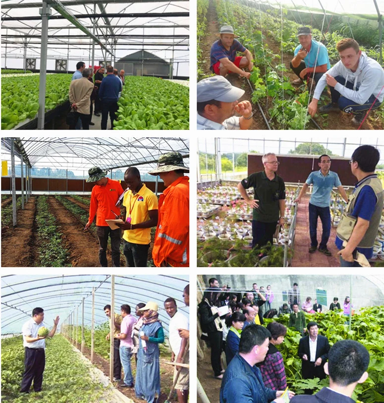 Factory Supply Intelligent Glass Greenhouse Material for Seedlings/Eco Restaurant/Exhibition